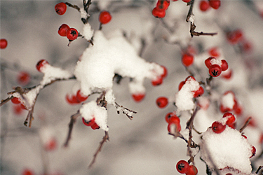 Bezirksverband Hamm-Kreis Unna der Kleingärtner - Vorstandsratssitzungen
